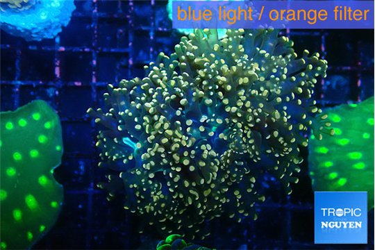 Euphyllia yaeyamaensis orange 4-7 cm WYSIWYG acclimaté