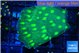Echinopora neon green spot 2-3 cm WYSIWYG acclimaté