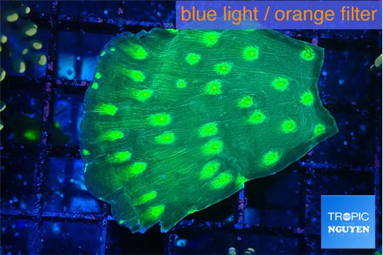 Echinopora neon green spot 2-3 cm WYSIWYG acclimaté