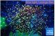 Euphyllia yaeyamaensis orange 4-7 cm WYSIWYG acclimaté