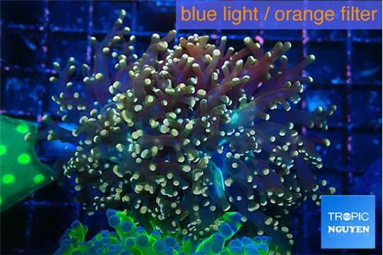 Euphyllia yaeyamaensis orange 4-7 cm WYSIWYG acclimaté