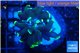 Euphyllia parancora glow tip 2-4 cm WYSIWYG acclimaté