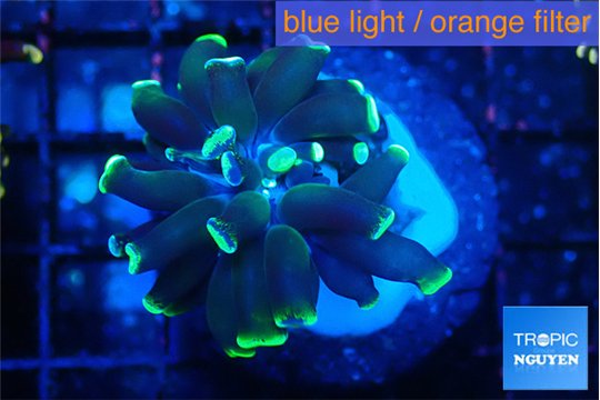 Euphyllia parancora glow tip 2-4 cm WYSIWYG acclimaté
