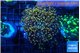 Euphyllia yaeyamaensis orange 4-7 cm WYSIWYG acclimaté