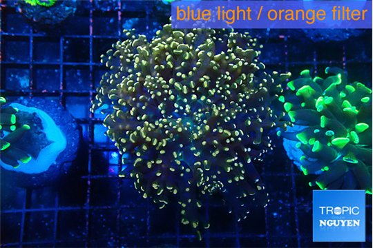 Euphyllia yaeyamaensis orange 4-7 cm WYSIWYG acclimaté