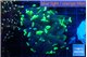Euphyllia parancora glow tip 2-4 cm WYSIWYG acclimaté