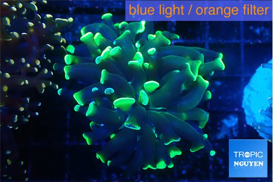 Euphyllia parancora glow tip 2-4 cm WYSIWYG acclimaté