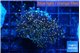 Euphyllia yaeyamaensis orange 3-5 cm WYSIWYG acclimaté
