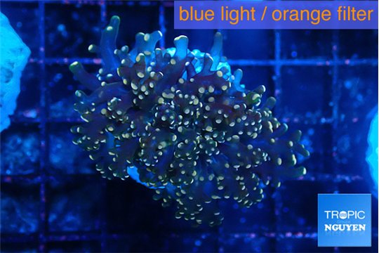 Euphyllia yaeyamaensis orange 3-5 cm WYSIWYG acclimaté