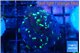 Euphyllia parancora glow tip 2-4 cm WYSIWYG acclimaté