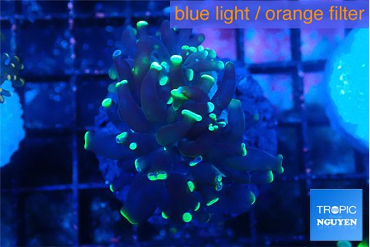 Euphyllia parancora glow tip 2-4 cm WYSIWYG acclimaté