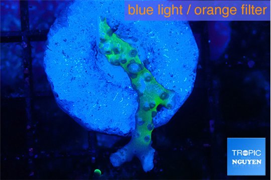 Anacropora green 1-2 cm WYSIWYG acclimaté