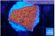 Montipora death spiral 2-3 cm WYSIWYG acclimaté