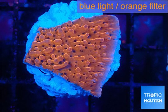 Montipora death spiral 2-3 cm WYSIWYG acclimaté