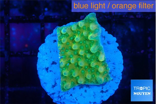 Montipora kaboom 2 cm WYSIWYG acclimaté