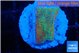 Montipora red fire forest 2-3 cm WYSIWYG acclimaté