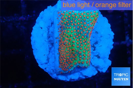 Montipora red fire forest 2-3 cm WYSIWYG acclimaté