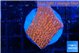 Montipora death spiral 2-3 cm WYSIWYG acclimaté