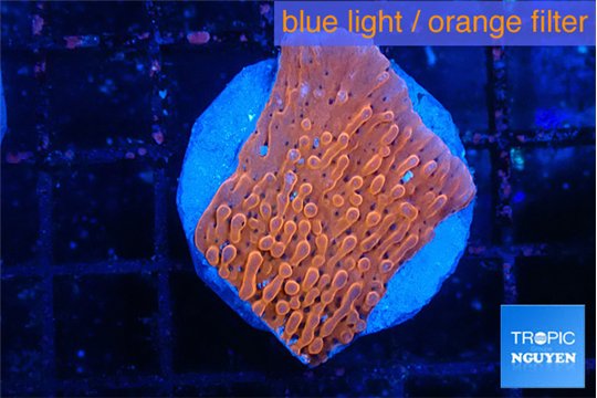 Montipora death spiral 2-3 cm WYSIWYG acclimaté