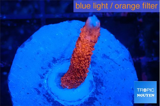 Montipora digitata bubble gum 1-2 cm WYSIWYG acclimaté
