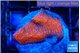 Montipora digitata bubble gum 2-3 cm WYSIWYG acclimaté