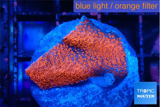 Montipora digitata bubble gum 2-3 cm WYSIWYG acclimaté