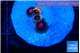 Zoanthus red 4 polyps WYSIWYG acclimaté