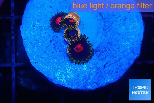 Zoanthus red 4 polyps WYSIWYG acclimaté