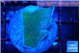 Montipora green & blue polyps 2-3 cm WYSIWYG acclimaté