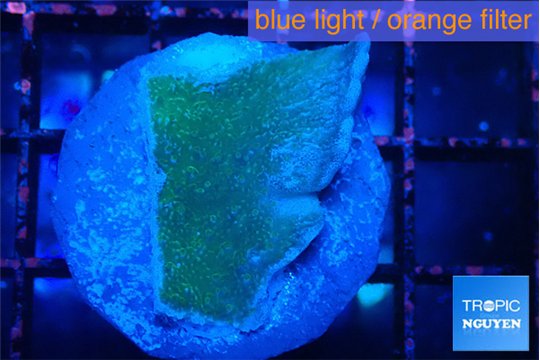 Montipora green & blue polyps 2-3 cm WYSIWYG acclimaté