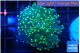 Euphyllia paradivisa green 3-5 cm WYSIWYG acclimaté