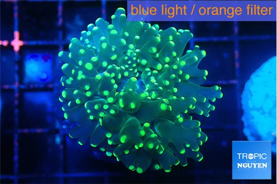 Euphyllia paradivisa green 3-5 cm WYSIWYG acclimaté