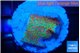 Montipora red fire forest 2 cm WYSIWYG acclimaté