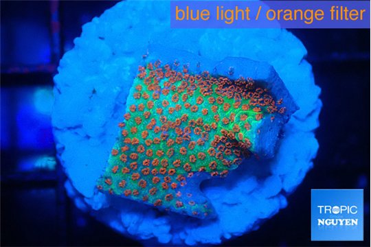 Montipora red fire forest 2 cm WYSIWYG acclimaté
