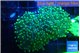 Euphyllia paradivisa green 6-11 cm WYSIWYG acclimaté