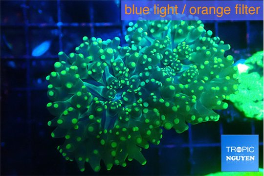 Euphyllia paradivisa green 6-11 cm WYSIWYG acclimaté