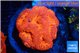 Blastomussa wellsi red cherry 4-6 cm WYSIWYG acclimaté