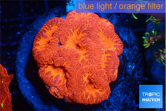Blastomussa wellsi red cherry 4-6 cm WYSIWYG acclimaté