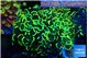 Euphyllia ancora gold 7-11 cm WYSIWYG acclimaté