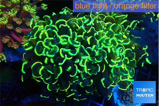 Euphyllia ancora gold 7-11 cm WYSIWYG acclimaté