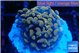 Ephyllia paraancora mango 2-4 cm WYSIWYG acclimaté