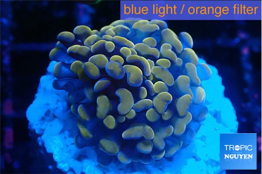 Ephyllia paraancora mango 2-4 cm WYSIWYG acclimaté