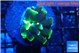 Euphyllia parancora glow tip 2-4 cm WYSIWYG acclimaté