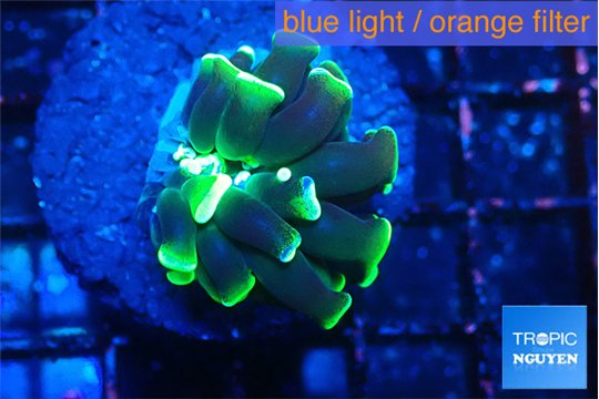 Euphyllia parancora glow tip 2-4 cm WYSIWYG acclimaté