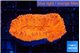 Lobophyllia red fire 4-6 cm WYSIWYG acclimaté