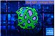 Favia space monkey 2-3 cm WYSIWYG acclimaté