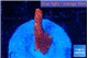 Montipora digitata bubble gum 1-2 cm WYSIWYG acclimaté