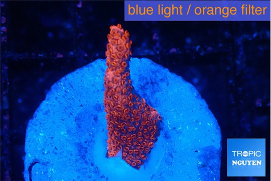 Montipora digitata bubble gum 1-2 cm WYSIWYG acclimaté