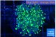 Euphyllia yaeyamaensis green 2-4 cm WYSIWYG acclimaté