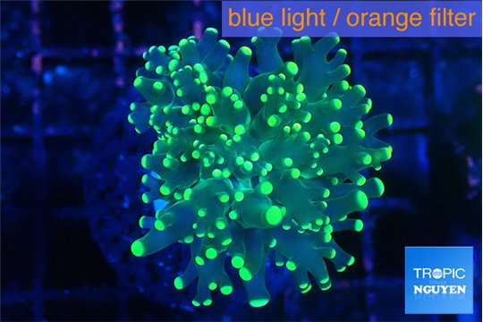 Euphyllia yaeyamaensis green 2-4 cm WYSIWYG acclimaté